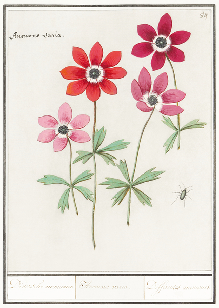 Anemone in vintage style Print