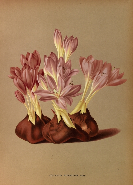 Album van Eeden : Haarlems flora : 1872-1881 Print
