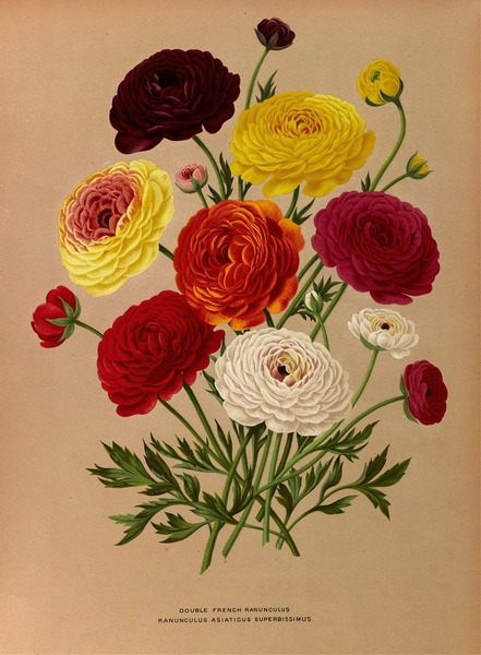 Album van Eeden : Haarlems flora : 1872-1881 Print