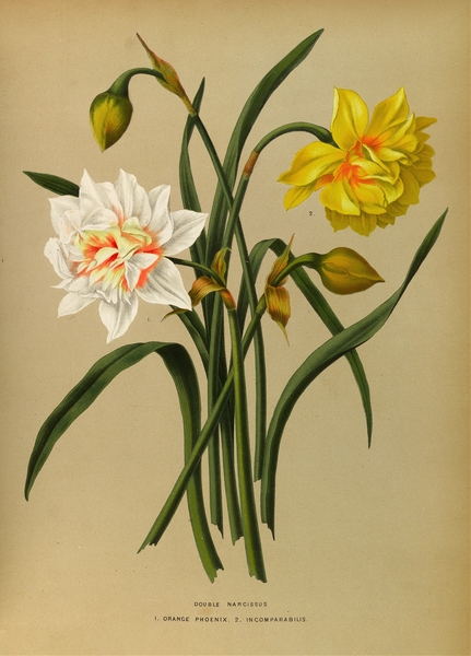 Album van Eeden : Haarlems flora : 1872-1881 Print