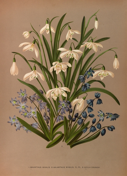 Album van Eeden : Haarlems flora : 1872-1881 Print