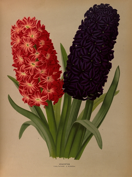 Album van Eeden : Haarlems flora : 1872-1881 Print