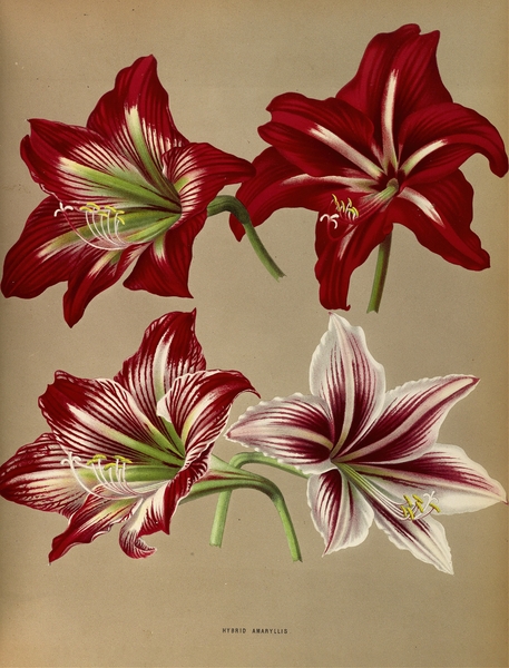 Album van Eeden : Haarlems flora : 1872-1881 Print