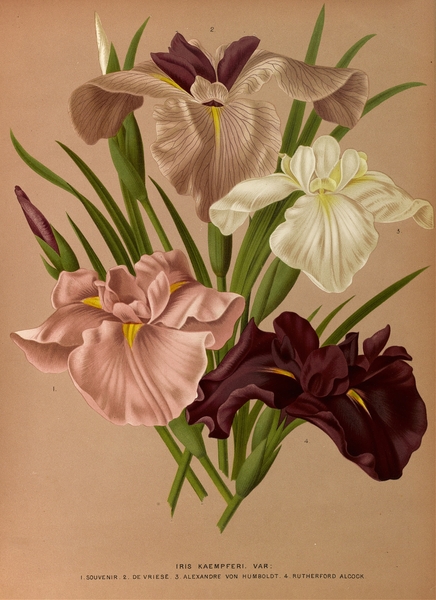 Album van Eeden : Haarlems flora : 1872-1881 Print