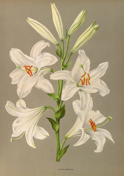 Album van Eeden : Haarlems flora : 1872-1881 Print