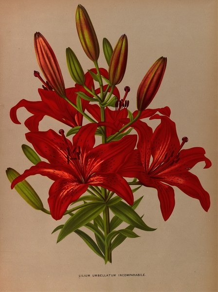 Album van Eeden : Haarlems flora : 1872-1881 Print