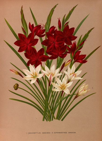 Album van Eeden : Haarlems flora : 1872-1881 Print