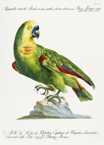 Pappagallo verde del Brasile col capo giallo e fronte celeste Parrot Print