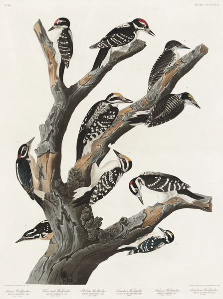 Marias Woodpecker Print