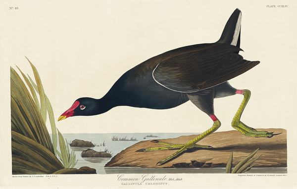 Common Gallinule Print