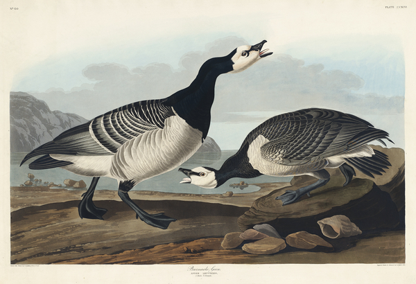Barnacle Goose Print