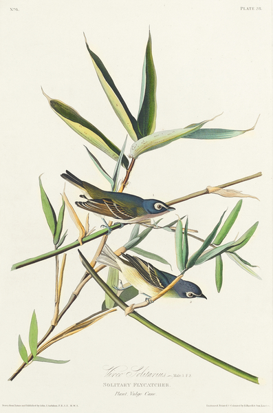 Vireo Solitarius Print