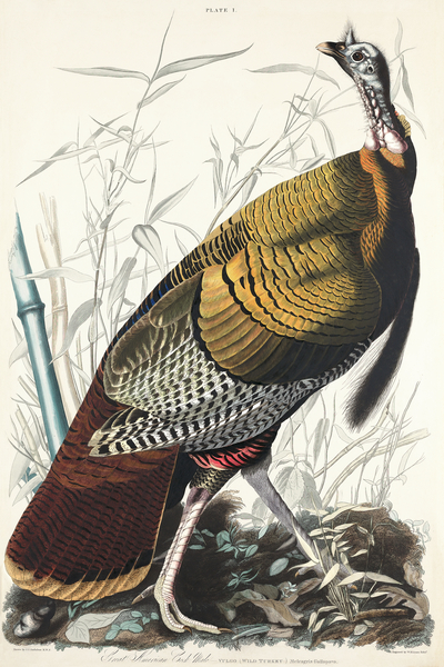 Wild Turkey or Great American Cock Print