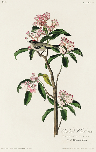 Cuviers Kinglet Print