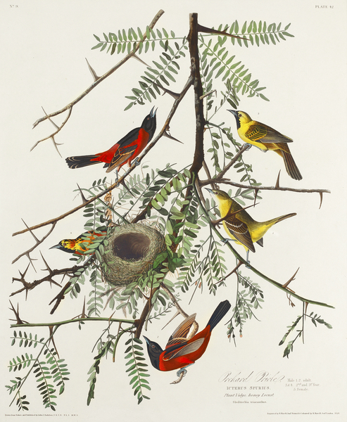 Orchard Oriole Print
