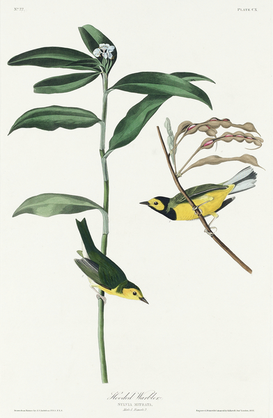 Hooded Warbler Print