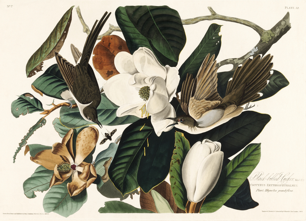 Black-billed Cuckoo Print