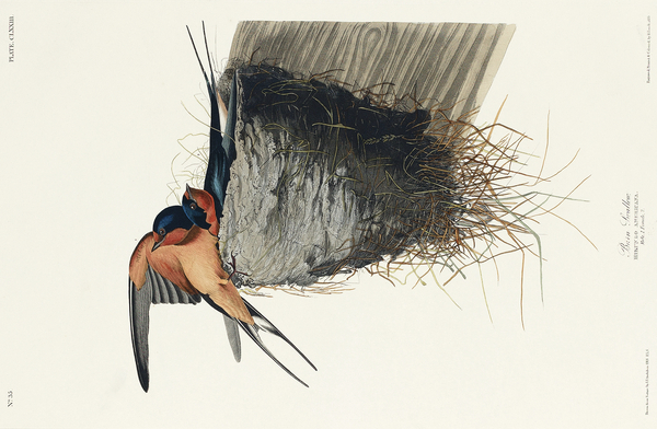 Barn Swallow Print