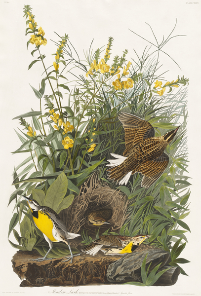 Meadow Lark Print
