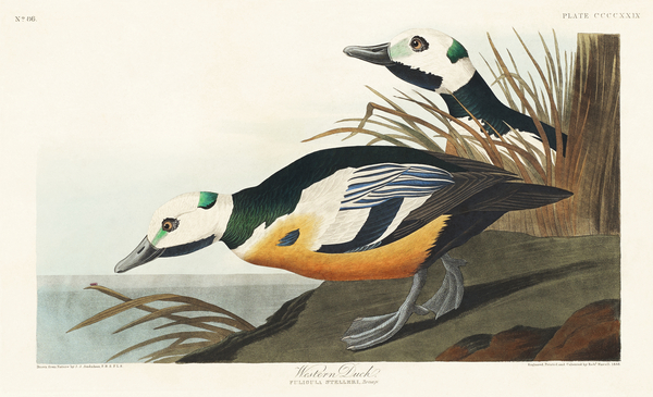 Western Duck Print