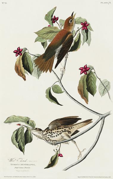 Wood Thrush Print