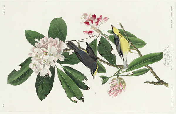 Canada Warbler Print