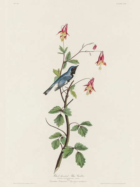 Black-throated Blue Warbler Print