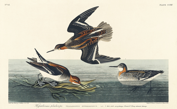 Hyperborean phalarope Print