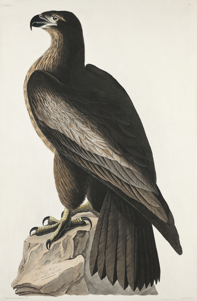 The Bird of Washington or Great American Sea Eagle Print