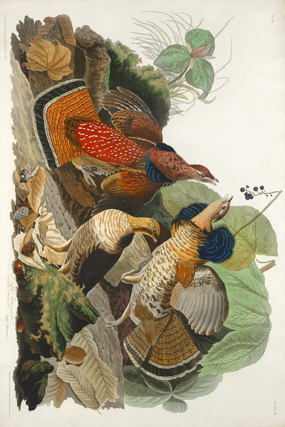 Ruffed Grouse Print