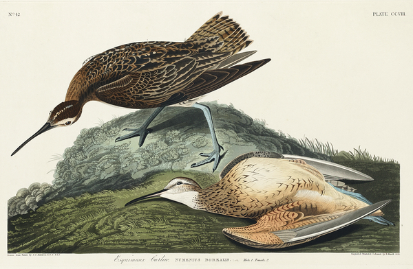 Esquimaux Curlew Print