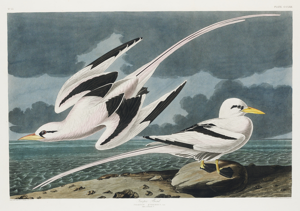 Tropic Bird Print