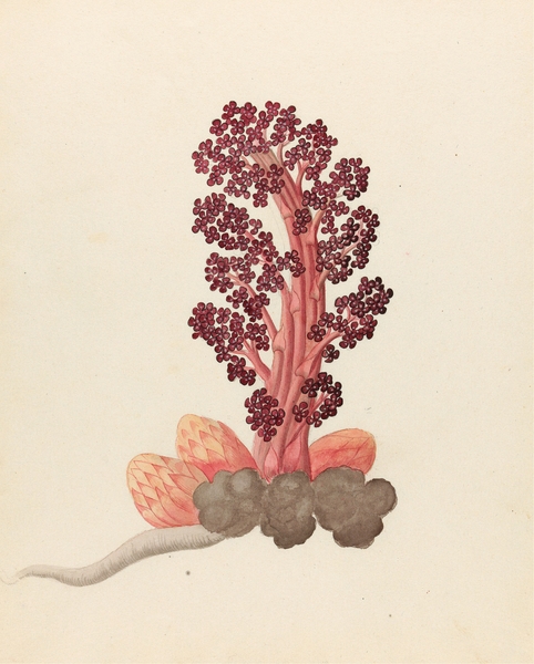 Aphyteia hydnora [Nymphaea nouchali] 1817 Print