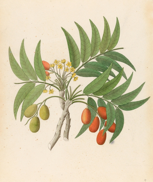 Decandria Mon. [Harpephyllum caffrum] 1817 Print