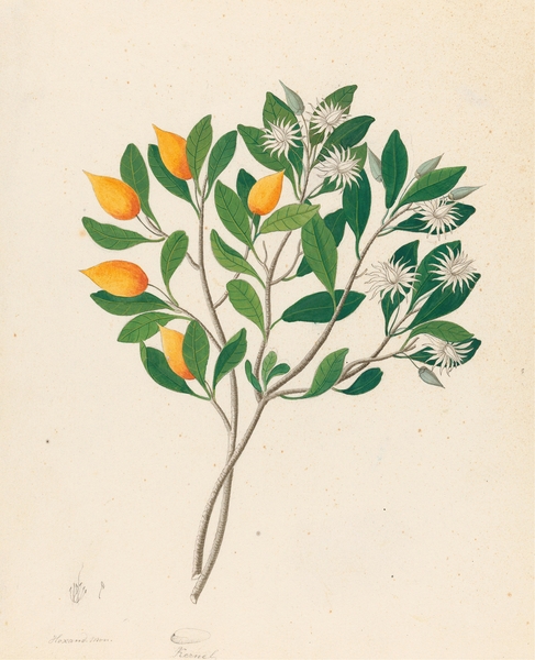 Hexand. Mono. [Mimusops obovata] 1817 Print