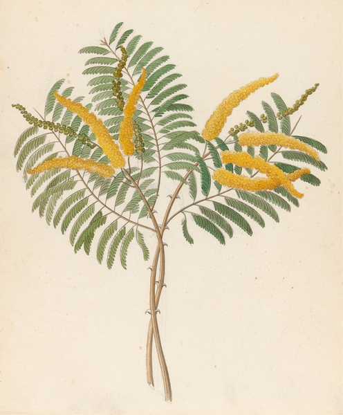 Mimosa [Acacia caffra] 1817 Print