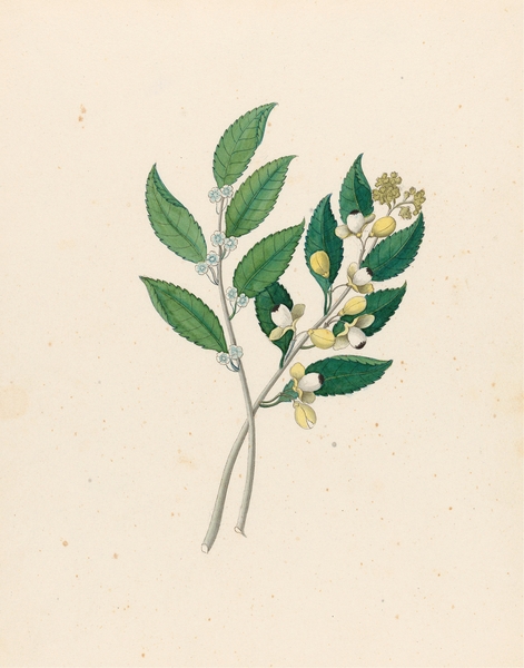 Rhamnus [Curtisia dentata] 1817 Print