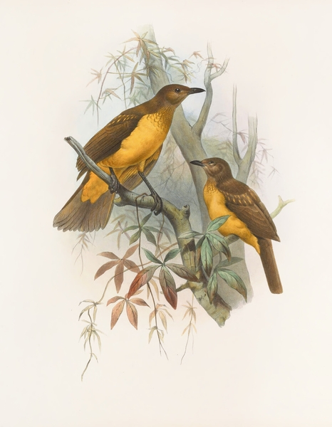 Chlamydodera xanthocastra 1873 Print