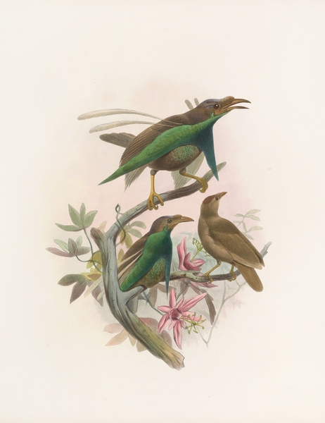 Semioptera Wallacii 1873 Print
