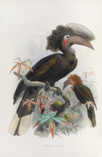 Sphagolobus atratus 1882 Print