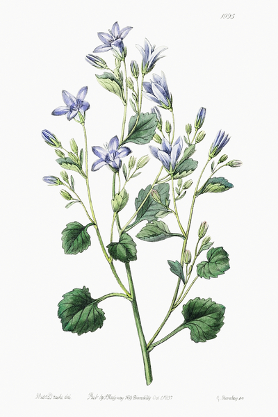 Dalmatian wall campanula flower from Edwards Botanical Register 1829-1847  by Sydenham Edwards John Lindley and James Ridgway. Print