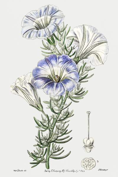 Sky blue alona from Edwards Botanical Register 1829-1847  by Sydenham Edwards John Lindley and James Ridgway. Print