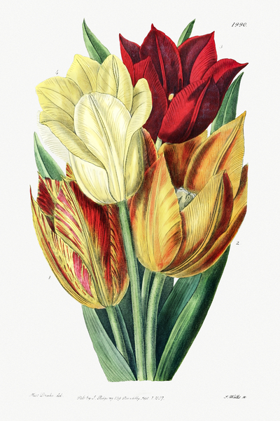 Rough stemmed tulip from Edwards Botanical Register 1829-1847  by Sydenham Edwards John Lindley and James Ridgway. Print
