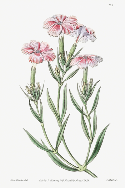 Prince Bisignanos tree pink from Edwards Botanical Register 1829-1847  by Sydenham Edwards John Lindley and James Ridgway. Print