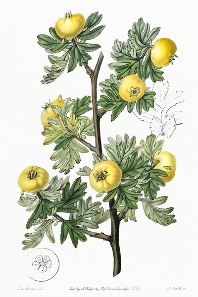 Tansy-leaved hawthorn from Edwards Botanical Register 1829-1847  by Sydenham Edwards John Lindley and James Ridgway. Print
