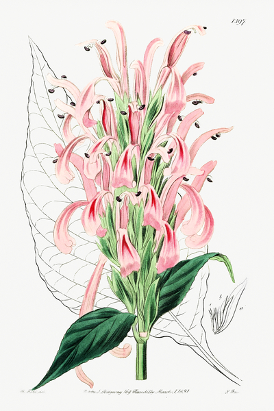 Flesh-colored justicia from Edwards Botanical Register 1829-1847  by Sydenham Edwards John Lindley and James Ridgway. Print