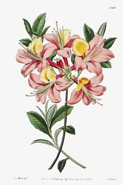 Changeable pontic azalea from Edwards Botanical Register 1829-1847  by Sydenham Edwards John Lindley and James Ridgway. Print