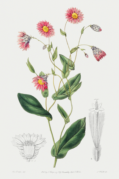 Captain Mangles rhodanthe from Edwards Botanical Register 1829-1847  by Sydenham Edwards John Lindley and James Ridgway. Print