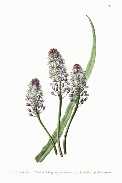 Meadow squill from Edwards Botanical Register 1829-1847  by Sydenham Edwards John Lindley and James Ridgway. Print