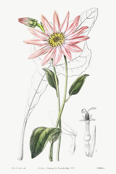 Mr. Dicksons echinacea from Edwards Botanical Register 1829-1847  by Sydenham Edwards John Lindley and James Ridgway. Print